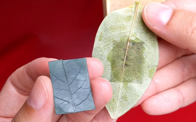Close up of hands showing a piece of green sheet wax with a leaf texture and the leaf that textured it